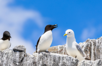 Concours : Gagnez 1 croisière aux Petits Pingouins pour 2 personnes