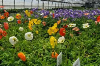 Concours Floria : Gagnez 1000$ en plantes Lemay pour créer votre platebande de rêve