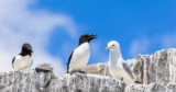 Concours : Gagnez 1 croisière aux Petits Pingouins pour 2 personnes