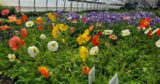 Concours Floria : Gagnez 1000$ en plantes Lemay pour créer votre platebande de rêve